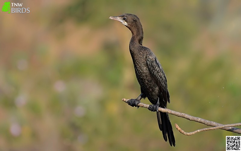 Little Cormorant